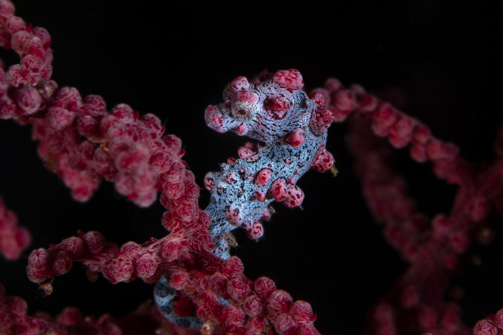 Pygmy Seahorse, Bunaken